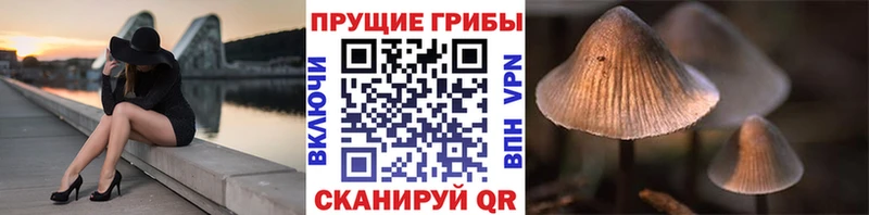 дарнет шоп  Богородск  Псилоцибиновые грибы MAGIC MUSHROOMS 